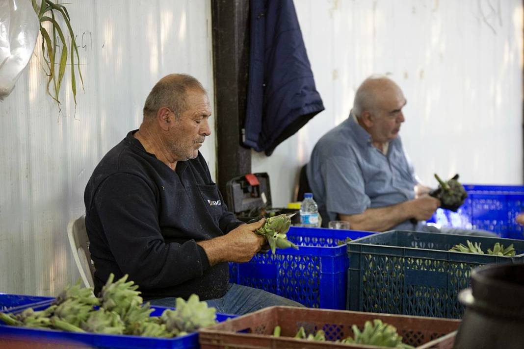 Hızlı soyan 20 erkek topladı: Kişi başı günde 2500 TL kazanıyorlar! 'Çok güçlü bir ekibimiz var, hızlıca soyuyoruz' 4